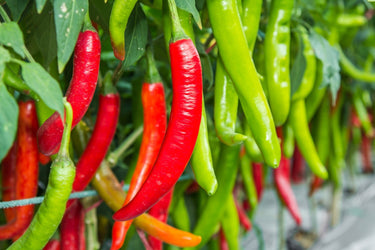 100 BIG JIM PEPPER Green to Red Big 12